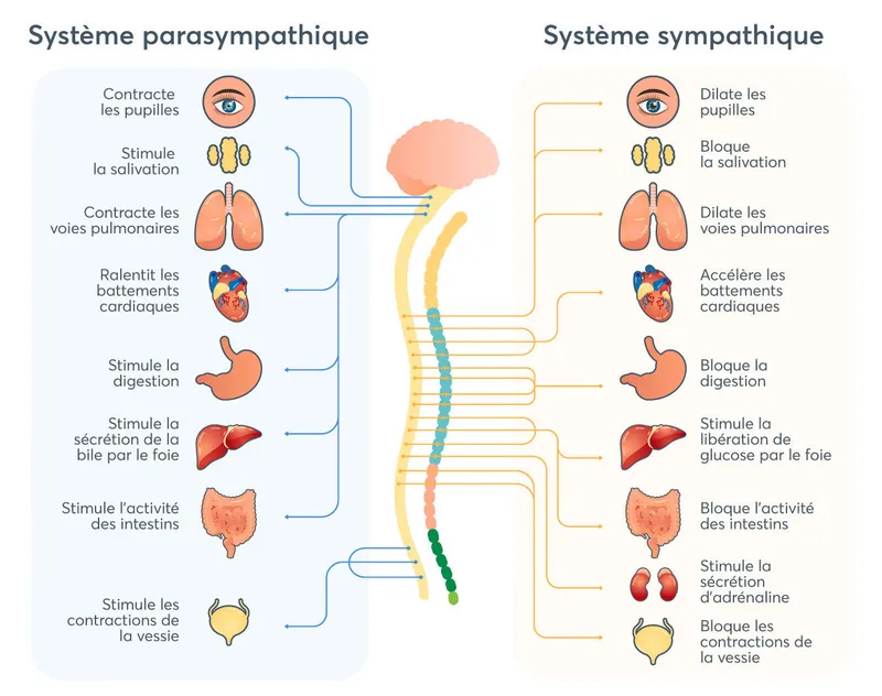 Système nerveux autonome